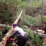 杉の木　伐採＆運搬